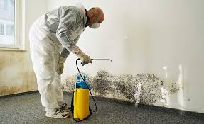 Best Black Mold Removal  in Muttontown, NY