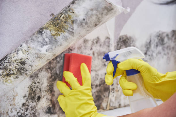 Best Attic Mold Removal  in Muttontown, NY